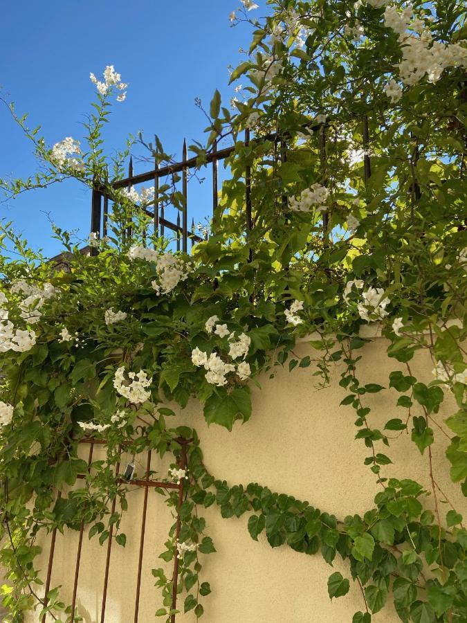Le jardinet de Rosa Maison de village Eygalières Extérieur photo